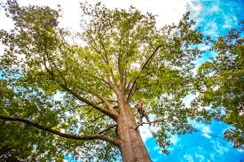 Best Lot and Land Clearing  in Peachtree City, GA
