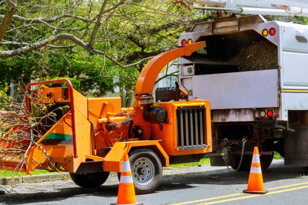 Best Stump Grinding and Removal  in Peachtree City, GA