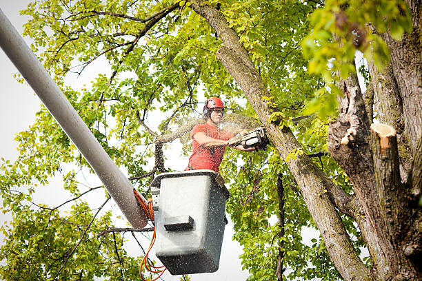  Peachtree City, GA Tree Removal Pros