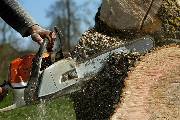 Professional Tree Removal in Peachtree City, GA