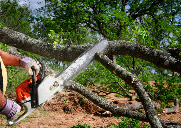 Best Tree Maintenance Programs  in Peachtree City, GA